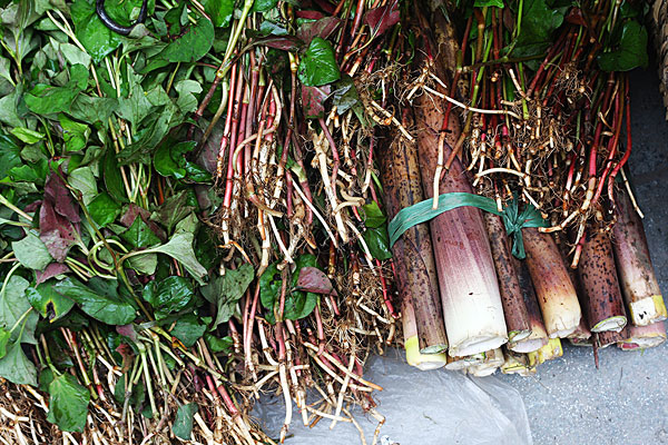 	為什么那么多人喜歡吃野菜？