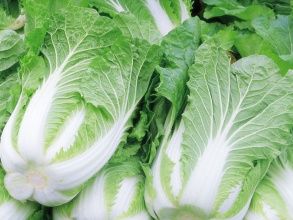 孩子多吃大白菜可鋅